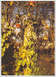 Srebrna Plaketa
Vrtna Tikvijada
Karmela Kralj
